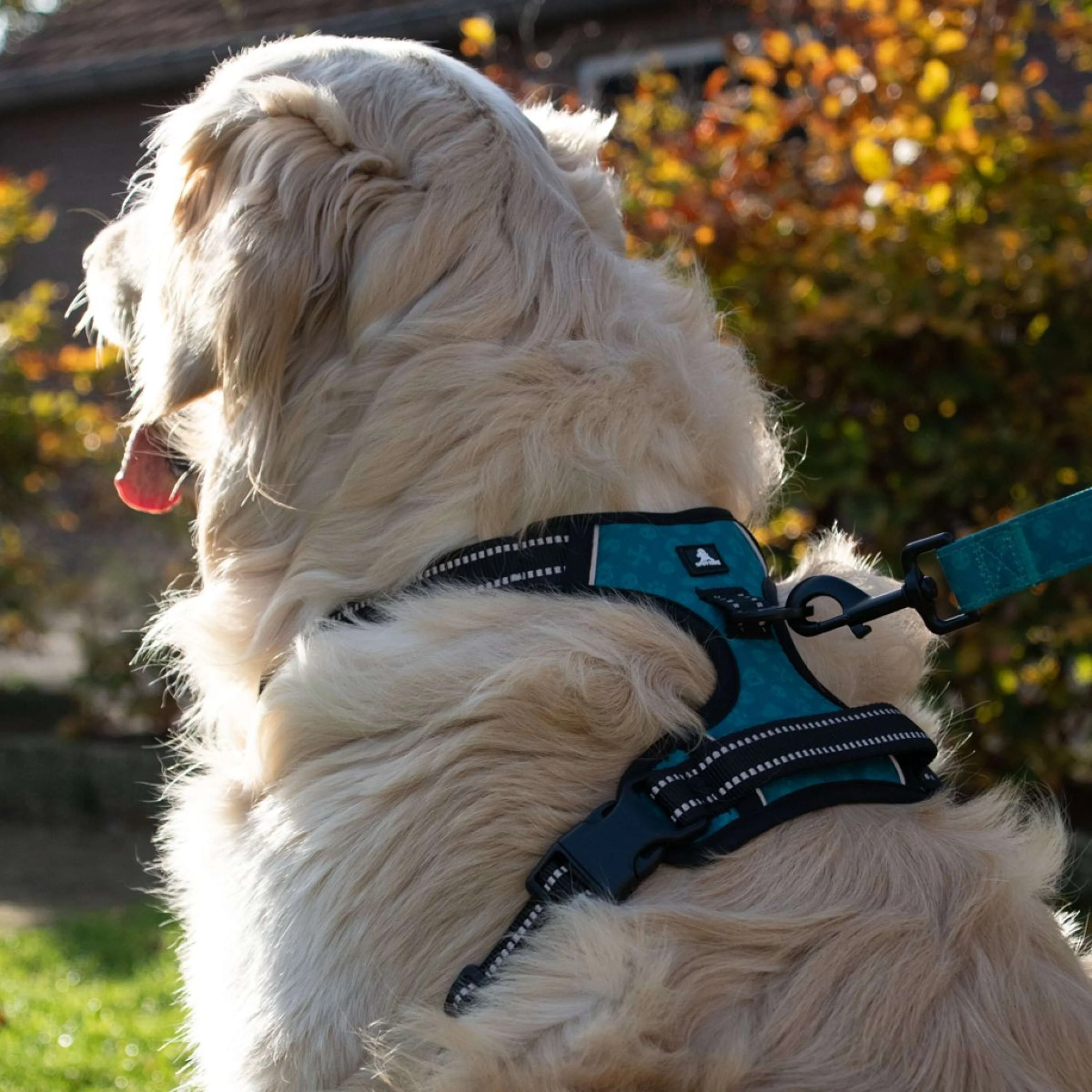 Spotted Pro! Hundegeschirr Anthrazit - Image 4