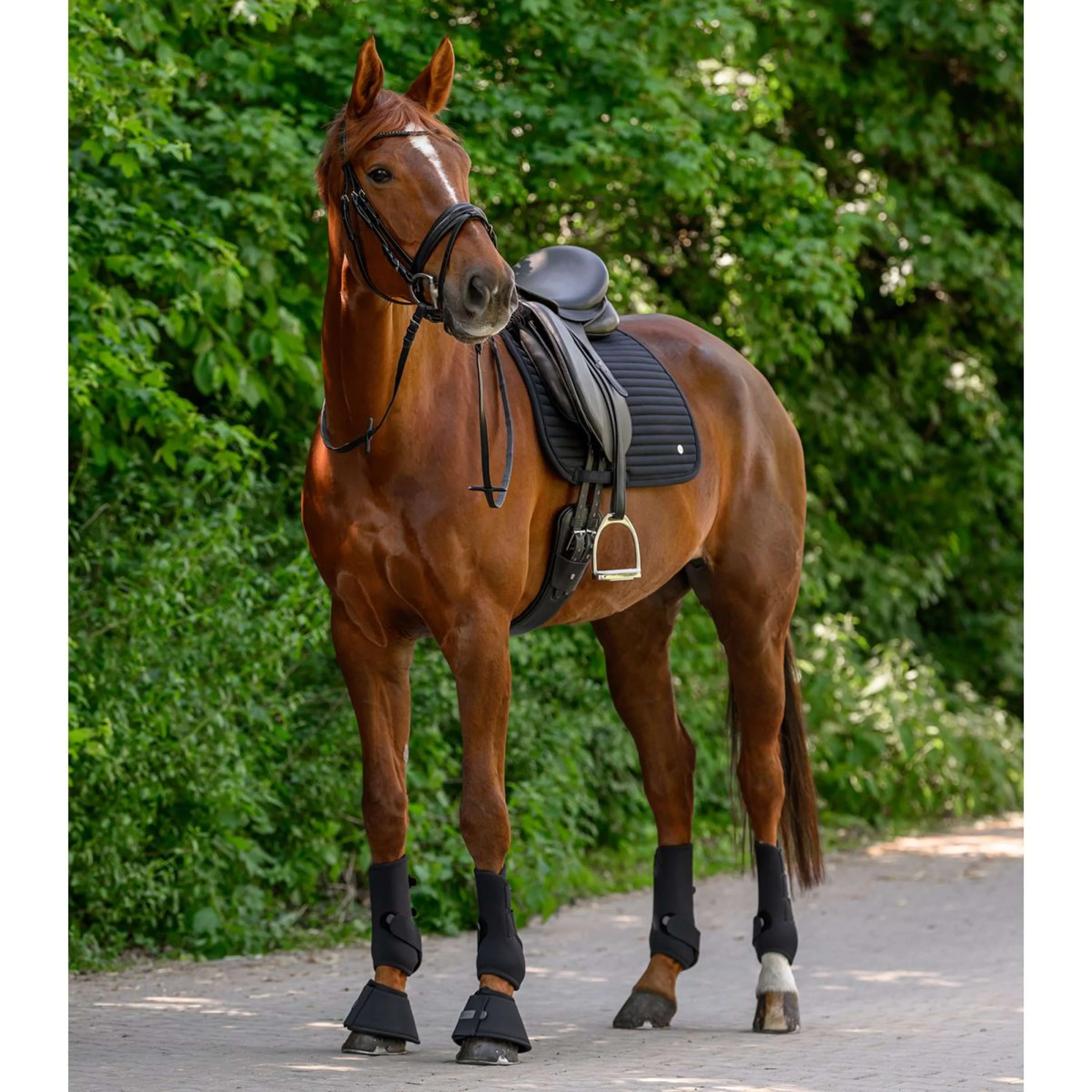Waldhausen Schabracke Trinidad Dressur Schwarz - Image 6